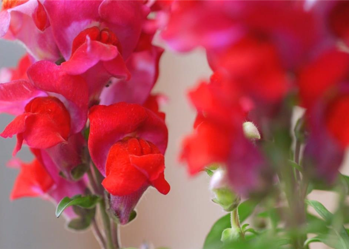 Löwenmaul - Einpflanzen im Garten Löwenmaul - Einpflanzen im Garten