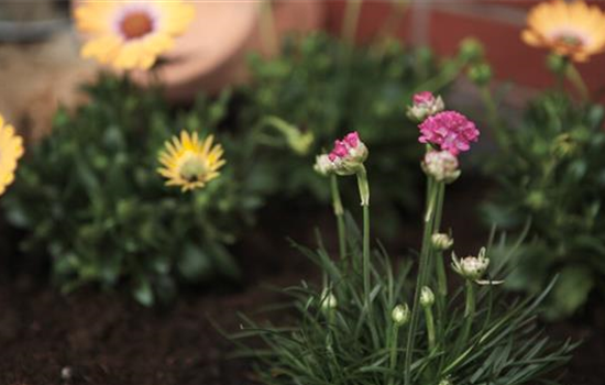 Strandgrasnelke - Einpflanzen im Garten Strandgrasnelke - Einpflanzen im Garten