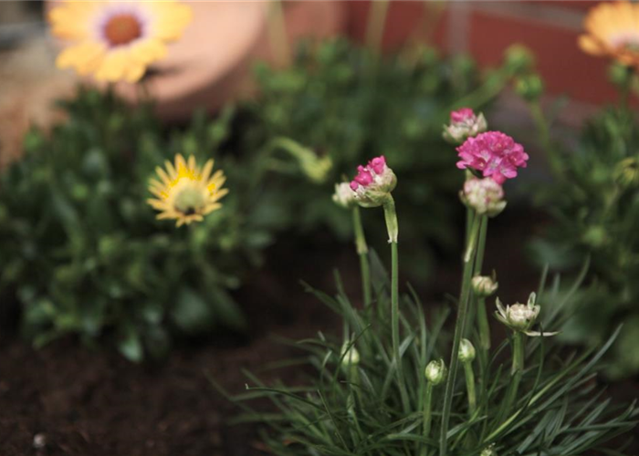 Strandgrasnelke - Einpflanzen im Garten Strandgrasnelke - Einpflanzen im Garten