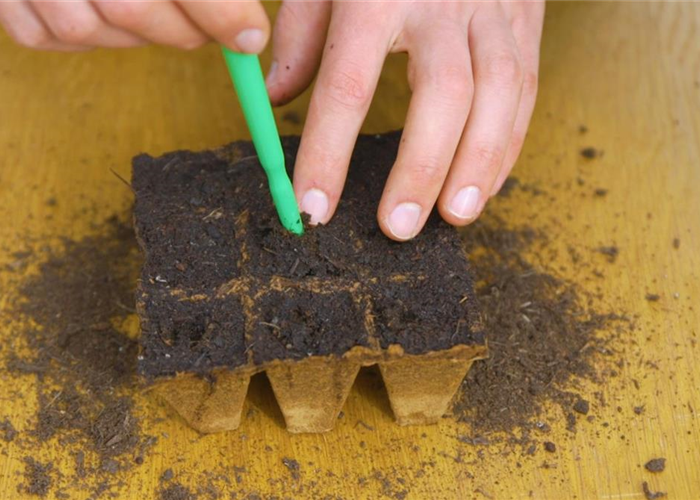 Gemüsepaprika - Aussaat Gemüsepaprika - Aussaat