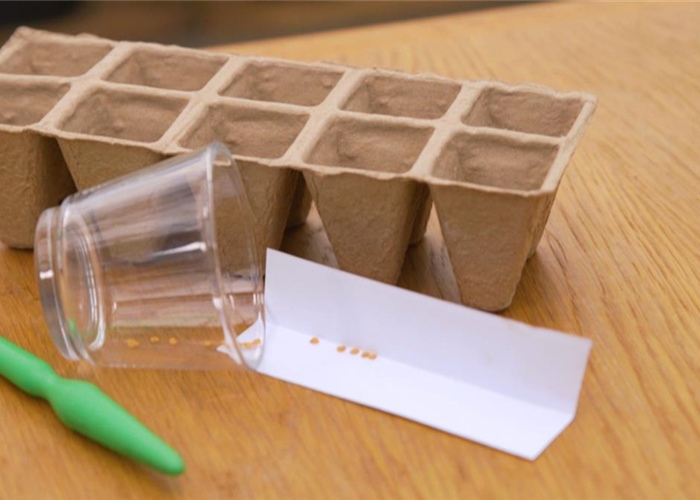 Aubergine - Aussaat Aubergine - Aussaat