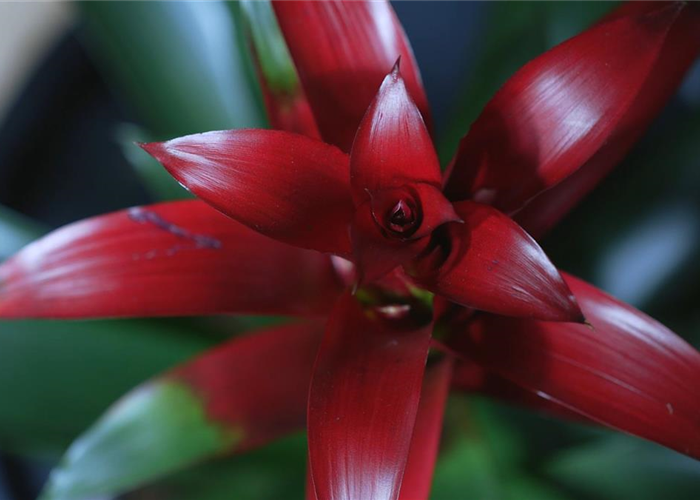 Bromelie (rot) - Umtopfen Bromelie (rot) - Umtopfen