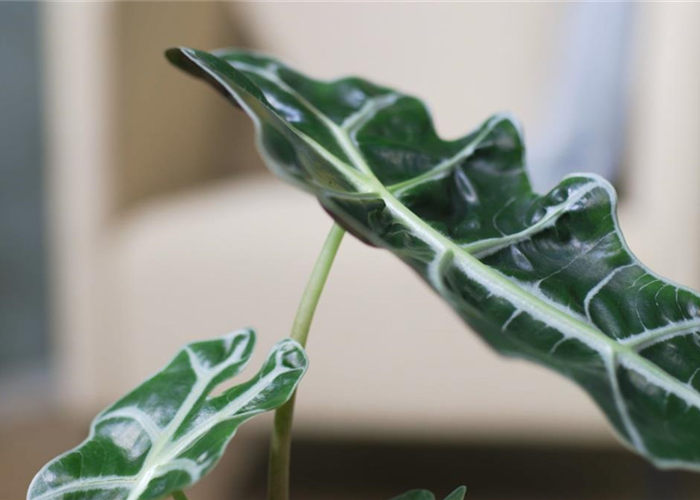 Pfeilblatt- Umtopfen Pfeilblatt- Umtopfen