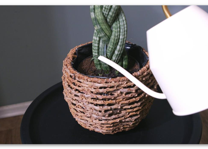 Bogenhanf "Spaghetti" geflochten - Umtopfen