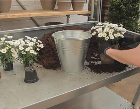 Margeriten - Einpflanzen in ein Gefäß