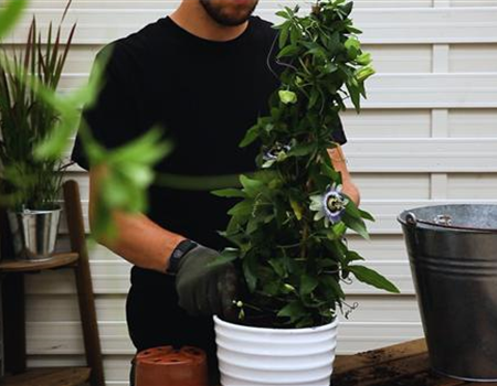 Passionsblume - Einpflanzen in ein Gefäß