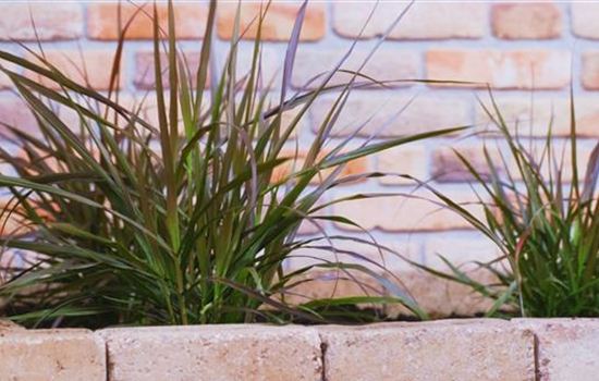 Afrikanisches Lampenputzergras - Einpflanzen im Garten Afrikanisches Lampenputzergras - Einpflanzen im Garten