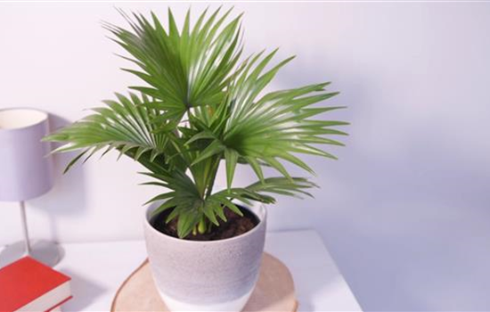 Rundblättrige Livistonie - Umtopfen Rundblättrige Livistonie - Umtopfen