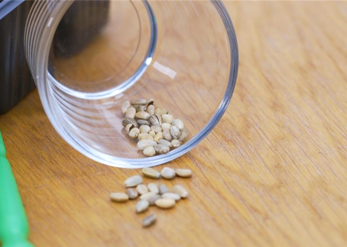 Artischocke - Aussaat