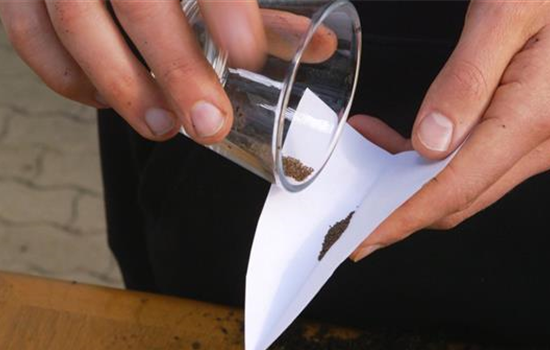 Estragon - Aussaat Estragon - Aussaat