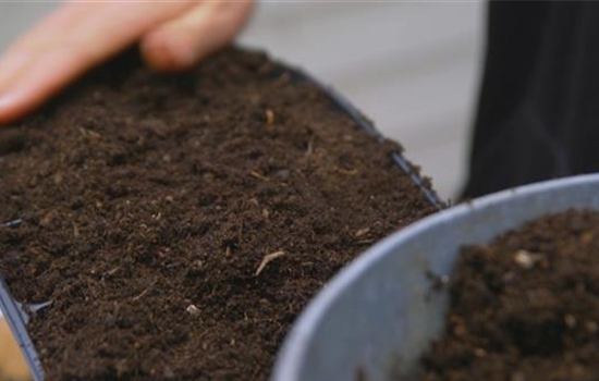 Majoran - Aussaat Majoran - Aussaat