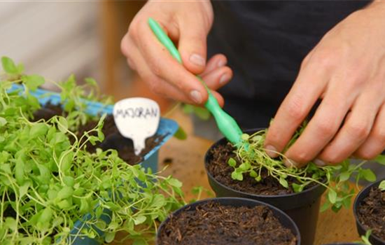 Majoran - Pikieren Majoran - Pikieren