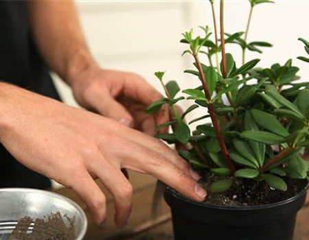 Peperomie - Umtopfen