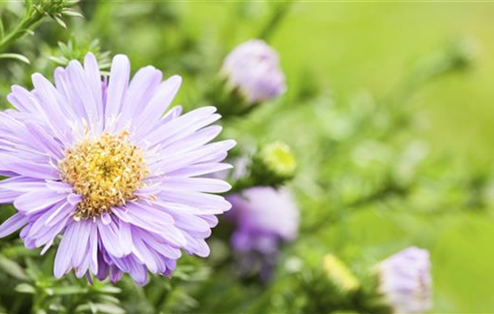 Astern - Einpflanzen im Garten Astern - Einpflanzen im Garten