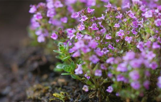 Rosenthymian - Einpflanzen im Garten Rosenthymian - Einpflanzen im Garten