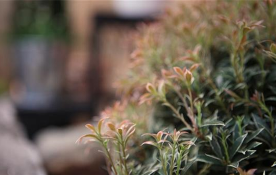 Japanisches Schattenglöckchen - Einpflanzen im Garten Japanisches Schattenglöckchen - Einpflanzen im Garten