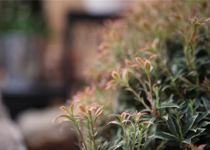 Japanisches Schattenglöckchen - Einpflanzen im Garten