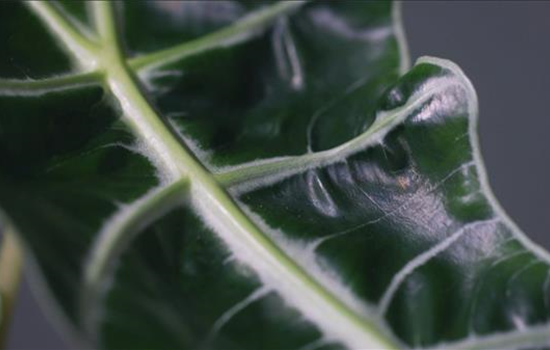 Zimmerpflanzenportrait - Pfeilblatt Zimmerpflanzenportrait - Pfeilblatt