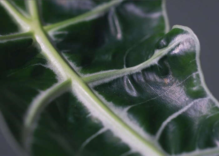 Zimmerpflanzenportrait - Pfeilblatt Zimmerpflanzenportrait - Pfeilblatt