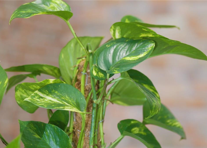 Goldene Efeutute - Umtopfen Goldene Efeutute - Umtopfen