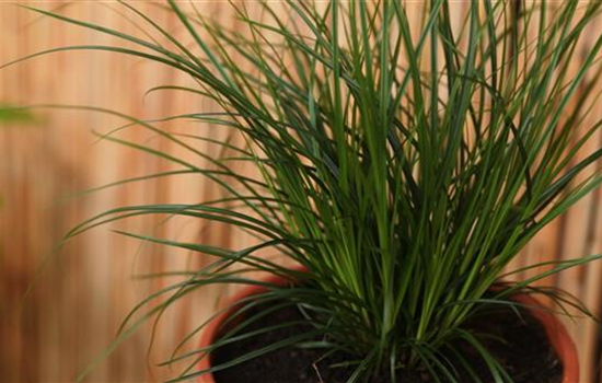 Gartensegge - Einpflanzen in ein Gefäß Gartensegge - Einpflanzen in ein Gefäß