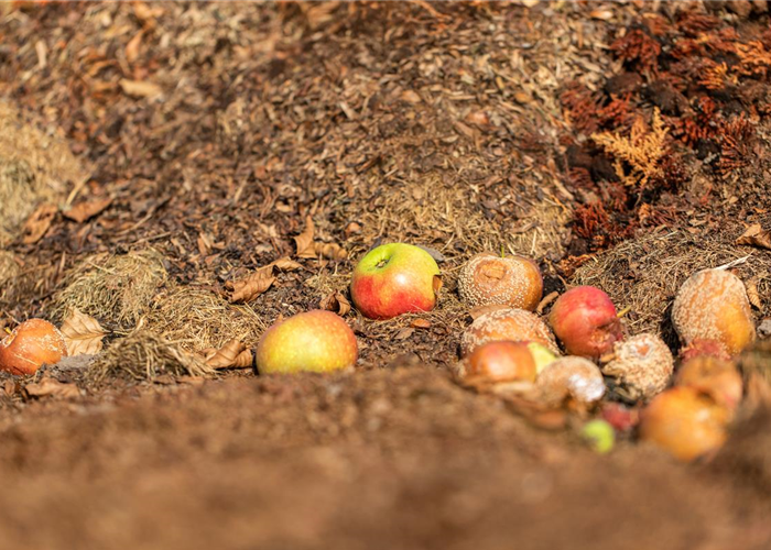 Kompost – Das Gold des Gartens kennenlernen Kompost – Das Gold des Gartens kennenlernen