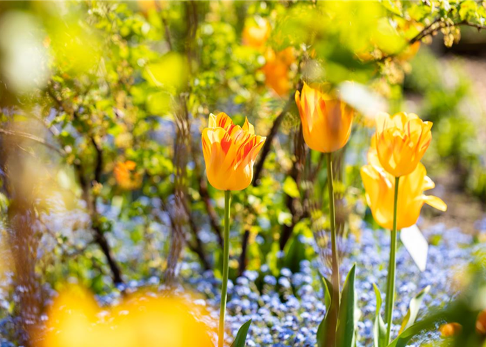Gartenarbeit im Frühjahr für ein strahlendes Gartenjahr Gartenarbeit im Frühjahr für ein strahlendes Gartenjahr