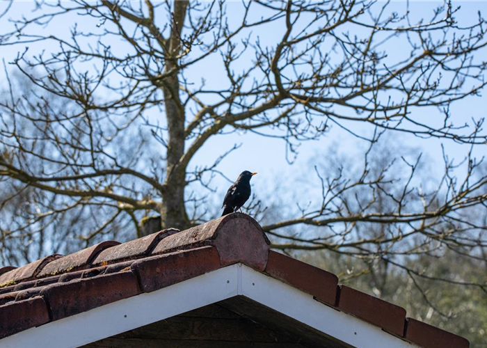 10 Tipps für einen tierfreundlichen Garten 10 Tipps für einen tierfreundlichen Garten