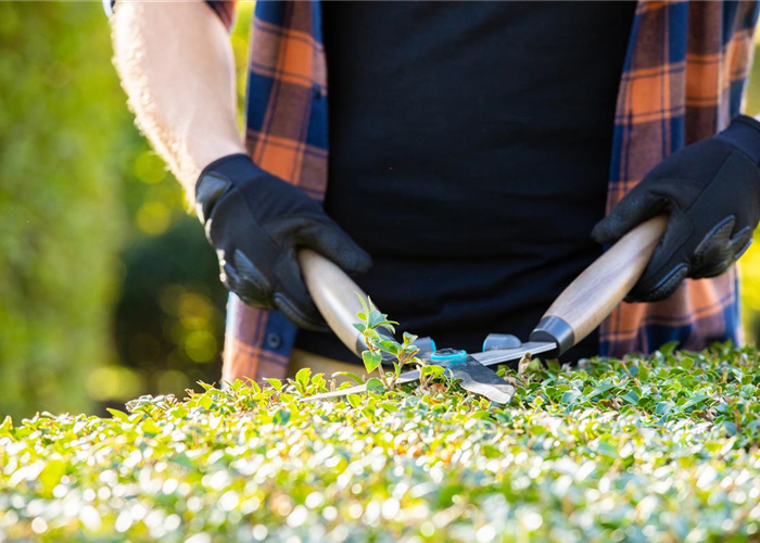 Tipps für den perfekten Rückschnitt im Herbst Tipps für den perfekten Rückschnitt im Herbst