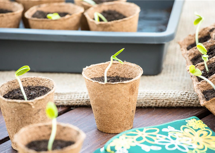 Die 5 besten Tipps für die Anzucht und Erfolg bei der Ernte