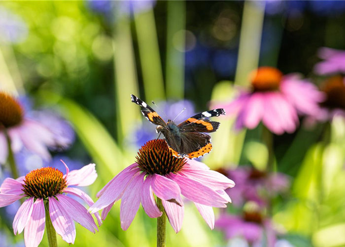 Die 10 schönsten Sommerblumen für den Garten