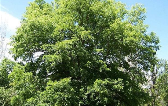 Ulmus pumila Ulmus pumila