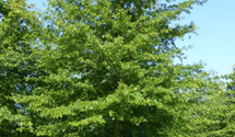 Sumpf-Eiche