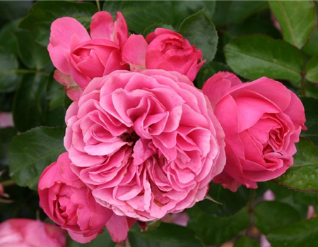 Rosa 'Leonardo da Vinci' Rosa 'Leonardo da Vinci'