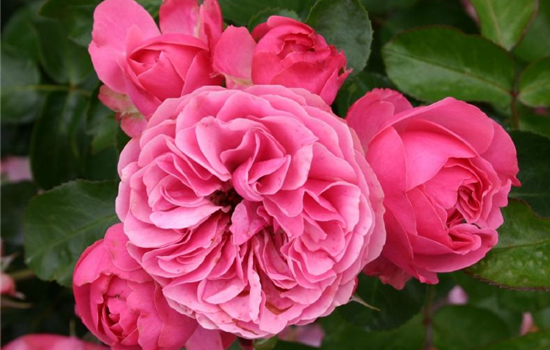 Rosa 'Leonardo da Vinci' Rosa 'Leonardo da Vinci'