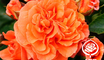 Beetrose 'Orangerie'®