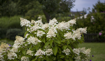 Rispenhortensie 'Unique'