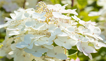 Rispenhortensie 'Unique'