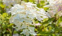 Rispenhortensie 'Unique'