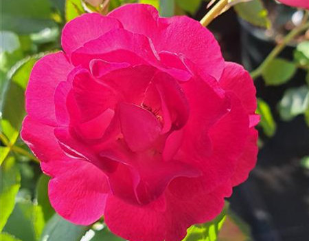 Rosa 'Ile de Fleurs'