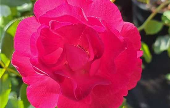 Rosa 'Ile de Fleurs' Rosa 'Ile de Fleurs'