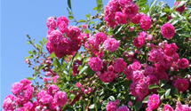 Kletterrose 'Super Dorothy'®