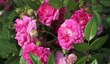 Kletterrose 'Super Dorothy'®