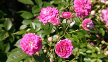 Kletterrose 'Super Dorothy'®