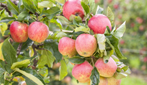 Apfel 'Gravensteiner'