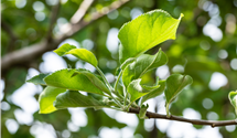 Apfel 'Gravensteiner'