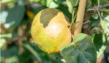 Apfel 'Gravensteiner'