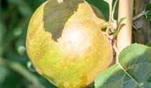 Apfel 'Gravensteiner'