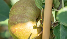 Apfel 'Gravensteiner'