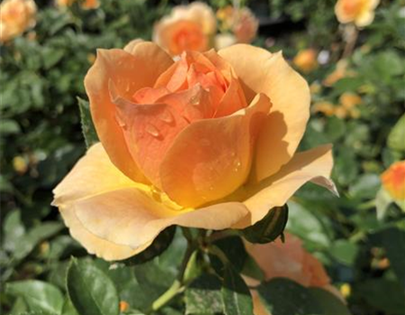 Rosa 'Hansestadt Rostock'